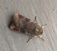 Fiolett båndfly (Noctua janthe)