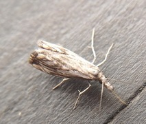 Klippenebbmott (Catoptria falsella)