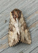 Kileengfly (Apamea crenata)