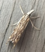 Klippenebbmott (Catoptria falsella)