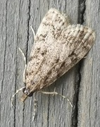 Skogmosemott (Eudonia lacustrata)