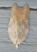 Grå-/konkavflatvikler (Acleris effractana/emargana)