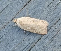 Agonopterix nervosa