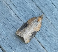 Buskflatvikler (Acleris laterana)