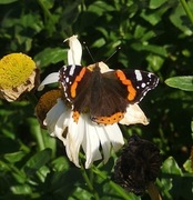 Admiral (Vanessa atalanta)