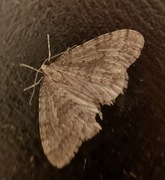 Brun høstmåler (Operophtera brumata)