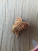 Gressmarkfly (Cerapteryx graminis)