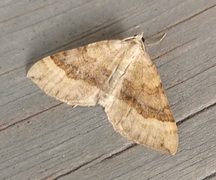 Brun bakkemåler (Scotopteryx chenopodiata)