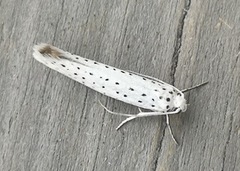 Heggspinnmøll (Yponomeuta evonymella)