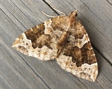 Hagebærmåler (Eulithis prunata)