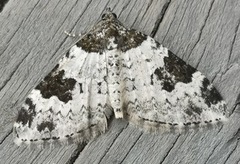 Vårbåndmåler (Xanthorhoe fluctuata)