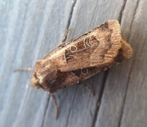 Kobberfly (Chersotis cuprea)