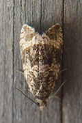 Olivenprydvikler (Celypha lacunana)