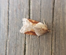 Buskflatvikler (Acleris laterana)