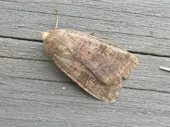 Augustteglfly (Diarsia dahlii)