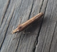 Ypsolopha parenthesella