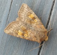 Stengelfly (Amphipoea)