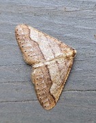 Vårfrostmåler (Agriopis marginaria)