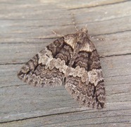 Rustbuskmåler (Hydriomena ruberata)