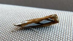 Treflekket nebbmott (Catoptria permutatella)