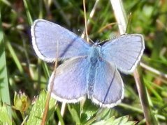 Fjellblåvinge (Plebejus orbitulus)