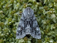 Vårlurvefly (Brachionycha nubeculosa)