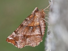 Blek månemåler (Selenia dentaria)