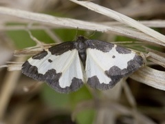 Randmåler (Lomaspilis marginata)