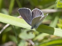 Engblåvinge (Cyaniris semiargus)