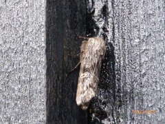 Skogkvistfly (Xylena solidaginis)
