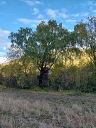 Bjørk (Betula pubescens)