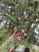 Lerkeslekta (Larix)