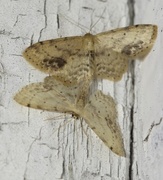 Flekkengmåler (Idaea dimidiata)