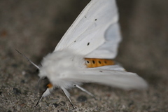 Punkttigerspinner (Spilosoma lubricipeda)