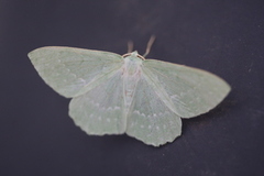 Kjempebladmåler (Geometra papilionaria)