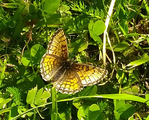 Marimjellerutevinge (Melitaea athalia)