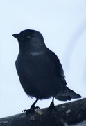 Kaie (Corvus monedula)