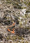 Neslesommerfugl (Aglais urticae)