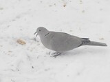 Tyrkerdue (Streptopelia decaocto)