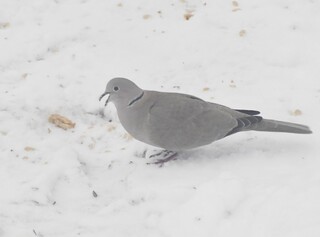 Tyrkerdue (Streptopelia decaocto)