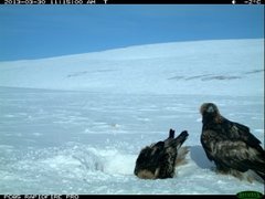 Kongeørn (Aquila chrysaetos)