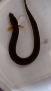 Tangsprell (Pholis gunnellus)