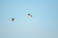 Tjeld (Haematopus ostralegus)