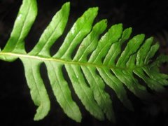 Sisselrot (Polypodium vulgare)