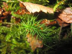 Bjørnemose (Polytrichum sp.)