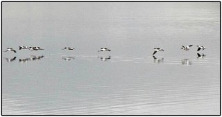 Laksand (Mergus merganser)