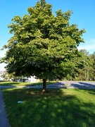 Hestekastanje (Aesculus hippocastanum)