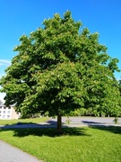 Hestekastanje (Aesculus hippocastanum)