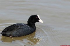 Sothøne (Fulica atra)