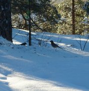 Nøtteskrike (Garrulus glandarius)